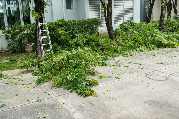 Lawn Renovation and Restoration in Mayflower Village, CA